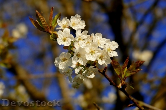 Devostock Cherry blossoms  (85)