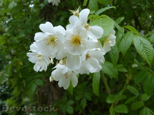 Devostock Cherry blossoms  (87)