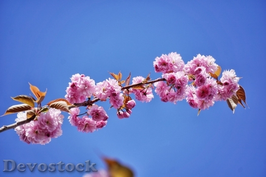 Devostock Cherry blossoms  (89)