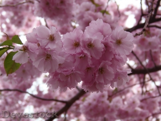 Devostock Cherry blossoms  (9)