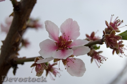 Devostock Cherry blossoms  (92)