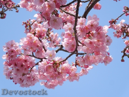 Devostock Cherry blossoms  (94)