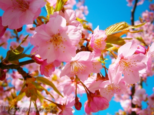Devostock Cherry blossoms  (95)