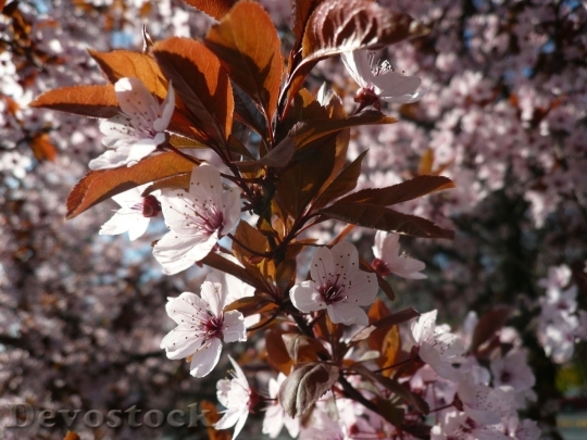 Devostock Cherry blossoms  (97)