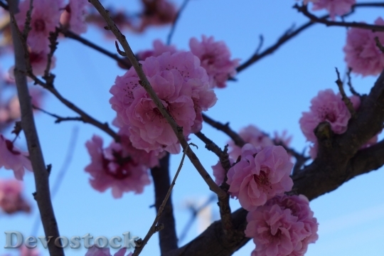 Devostock Cherry blossoms  (99)