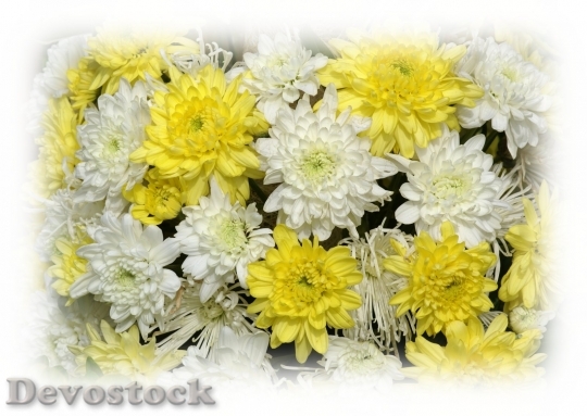 Devostock chrysanthemums.dsc04404-a2