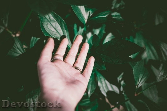 Devostock color-dark-green-ecology-1209118