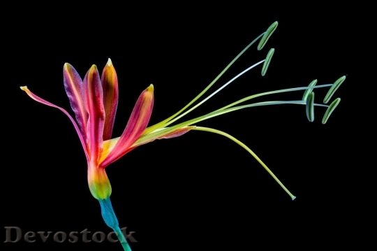 Devostock Colorful rare unique flowers  (100)