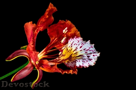 Devostock Colorful rare unique flowers  (176)