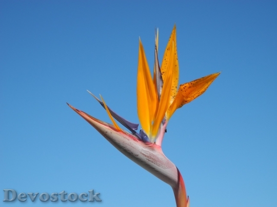 Devostock Colorful rare unique flowers  (321)