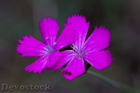 Devostock Colorful rare unique flowers  (379)