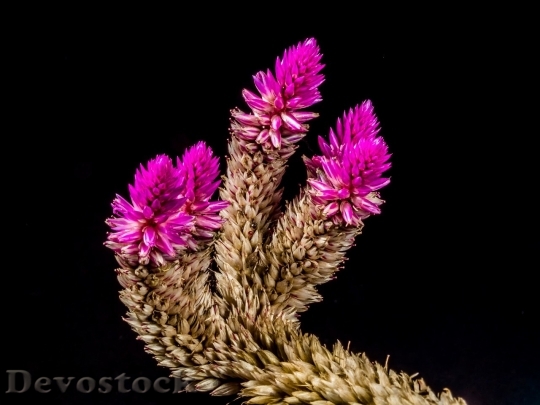Devostock Colorful rare unique flowers  (393)