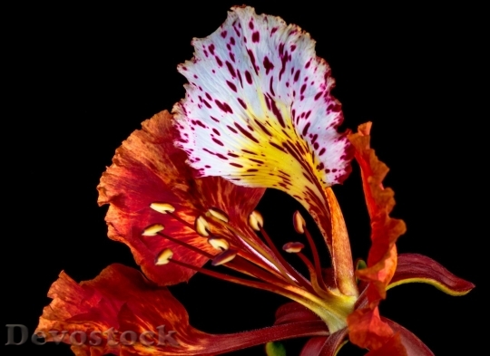 Devostock Colorful rare unique flowers  (452)