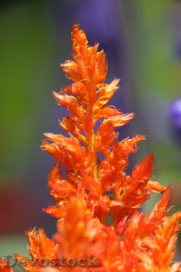 Devostock Colorful rare unique flowers  (453)