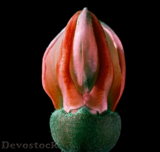 Devostock Colorful rare unique flowers  (49)