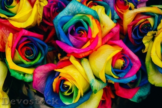 Devostock Colorful roses  (1)