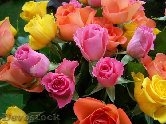 Devostock Colorful roses  (106)
