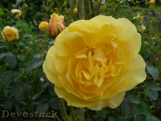 Devostock Colorful roses  (107)