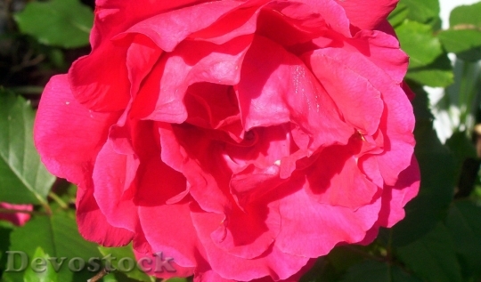 Devostock Colorful roses  (11)