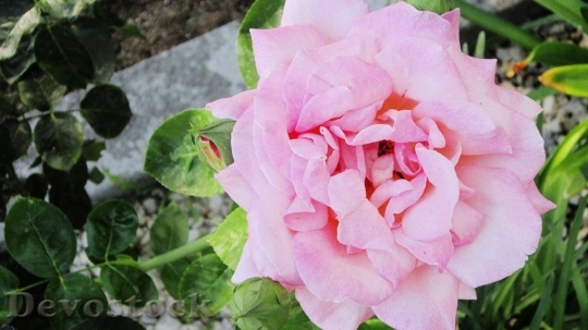 Devostock Colorful roses  (112)