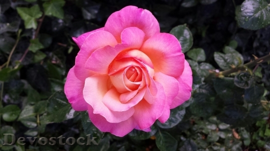 Devostock Colorful roses  (115)