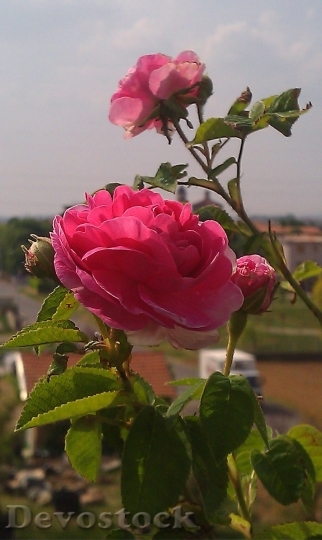 Devostock Colorful roses  (116)