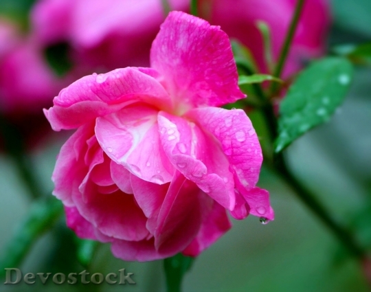 Devostock Colorful roses  (118)
