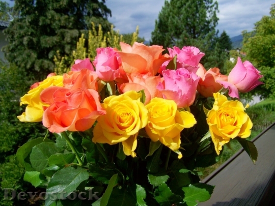 Devostock Colorful roses  (119)