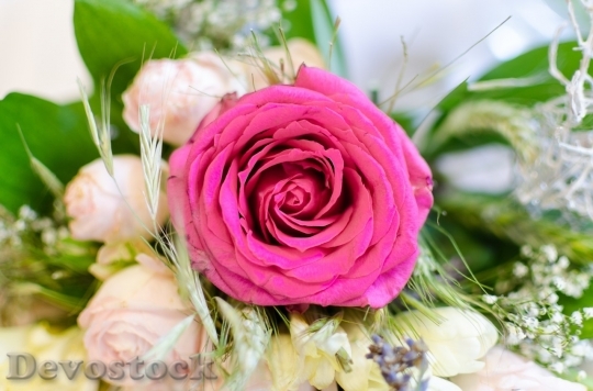 Devostock Colorful roses  (125)