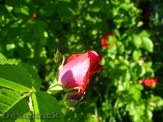 Devostock Colorful roses  (128)