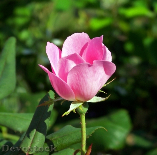 Devostock Colorful roses  (14)