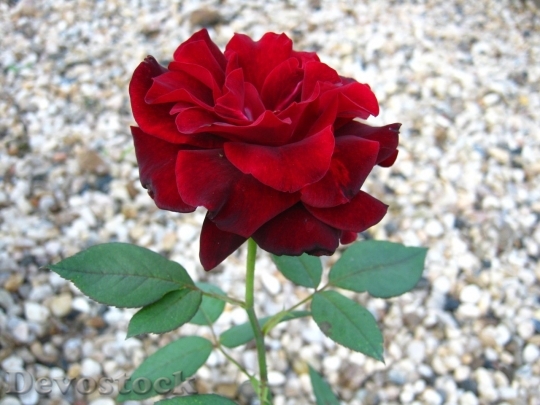 Devostock Colorful roses  (15)