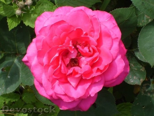 Devostock Colorful roses  (16)