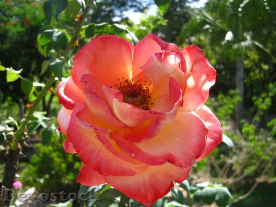 Devostock Colorful roses  (17)