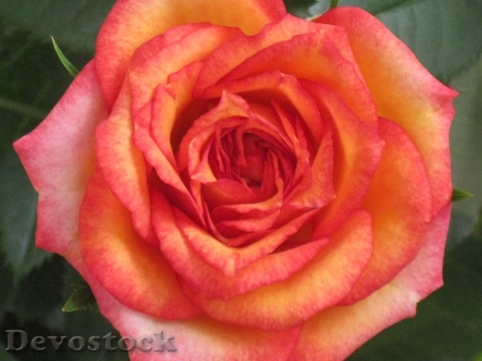 Devostock Colorful roses  (18)