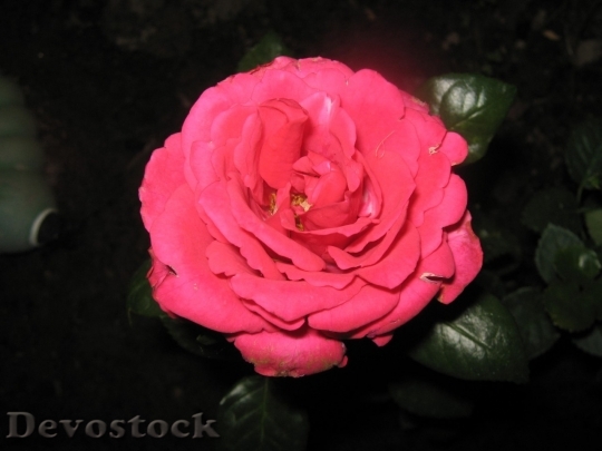 Devostock Colorful roses  (20)