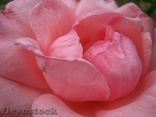 Devostock Colorful roses  (21)