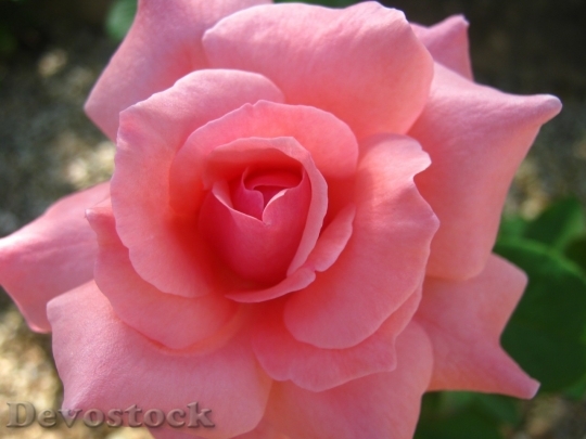 Devostock Colorful roses  (23)