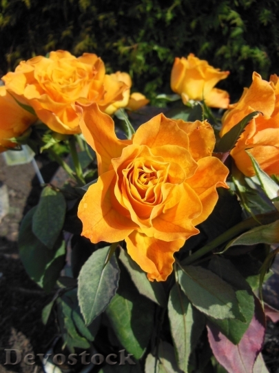 Devostock Colorful roses  (24)