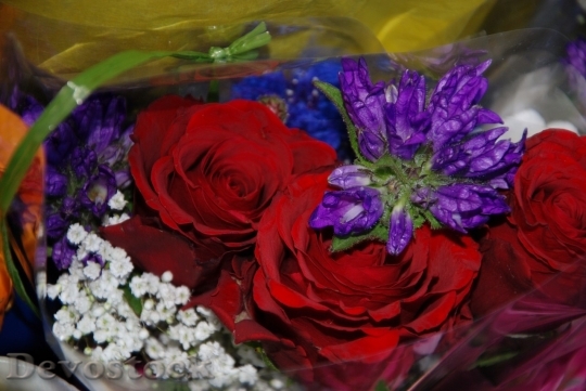 Devostock Colorful roses  (26)