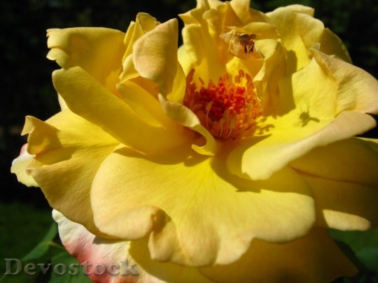 Devostock Colorful roses  (28)