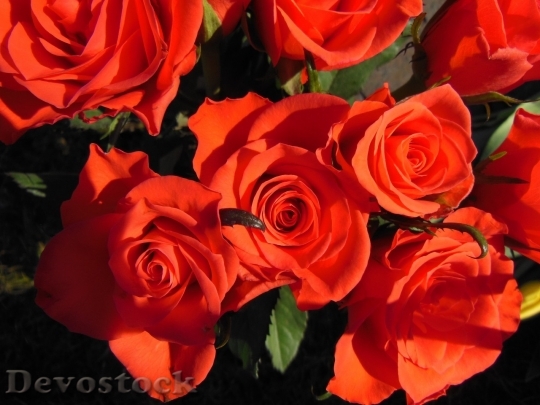 Devostock Colorful roses  (35)
