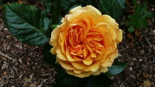 Devostock Colorful roses  (36)