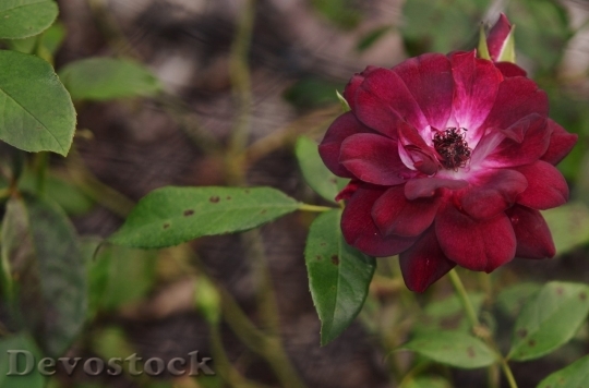 Devostock Colorful roses  (37)