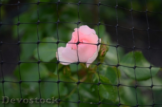 Devostock Colorful roses  (38)