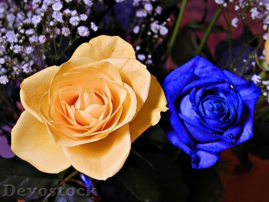 Devostock Colorful roses  (39)