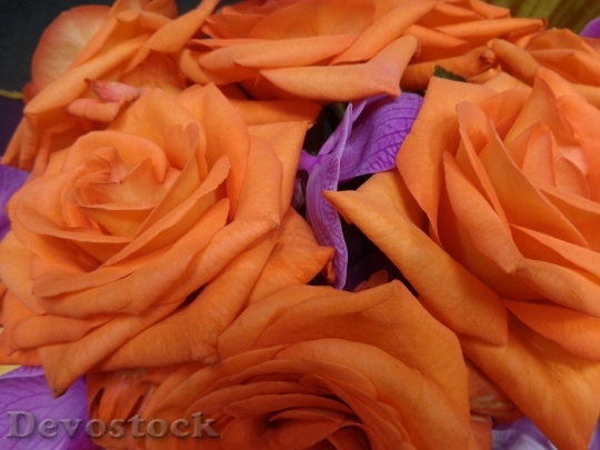 Devostock Colorful roses  (41)