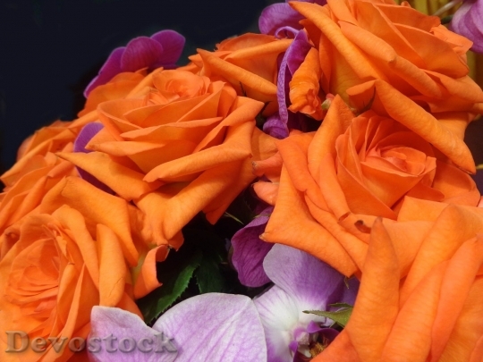 Devostock Colorful roses  (42)