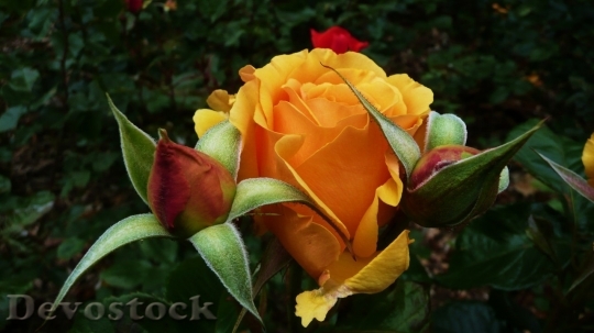 Devostock Colorful roses  (43)