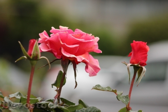Devostock Colorful roses  (46)